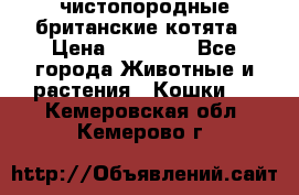 чистопородные британские котята › Цена ­ 10 000 - Все города Животные и растения » Кошки   . Кемеровская обл.,Кемерово г.